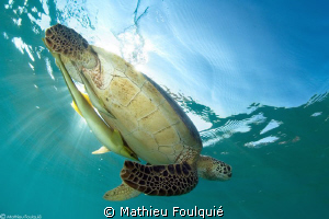Green turtle and its 2 remoras by Mathieu Foulquié 